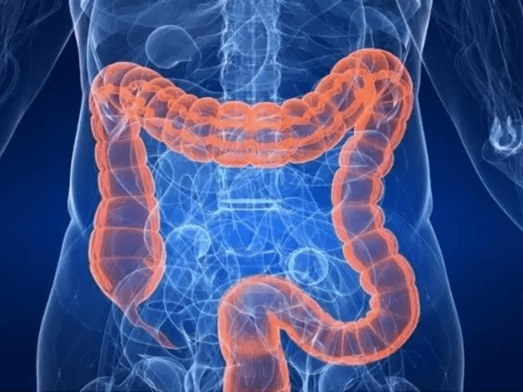 tac-dung-cua-glutamine-doi-voi-he-tieu-hoa