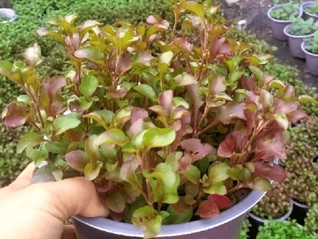 xa-lach-xoong-va-nhung-dieu-ban-nen-biet