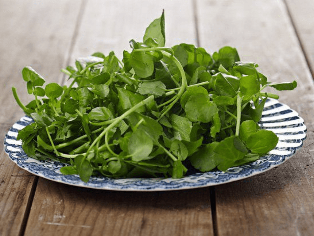 gia-tri-dinh-duong-cua-xa-lach-xoong