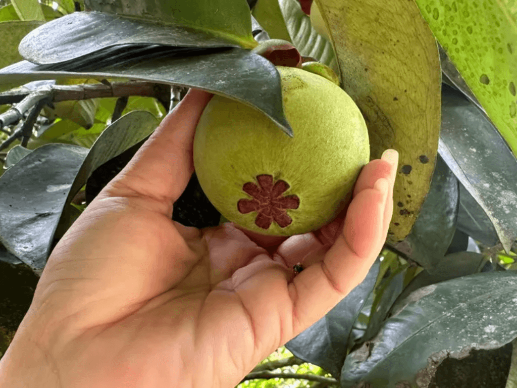 thoi-gian-cay-mang-cut-trong-bao-lau-co-trai