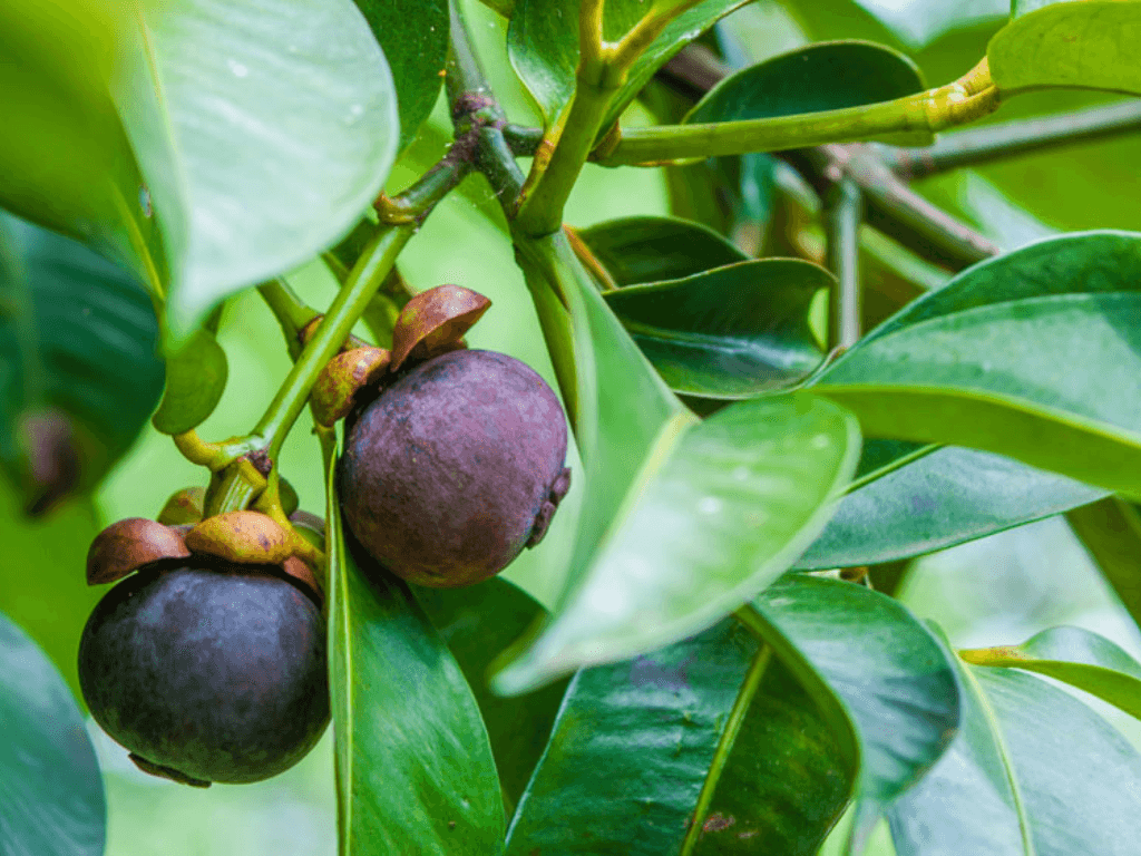 bi-quyet-kich-thich-cay-ra-trai-som-va-chat-luong-trai-ngon