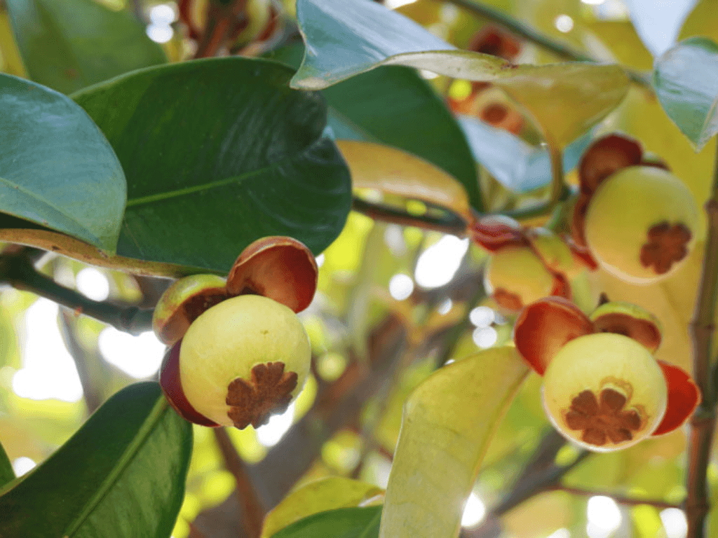 chon-giong-va-dat-trong-phu-hop-de-trai-som-chat-luong-cao