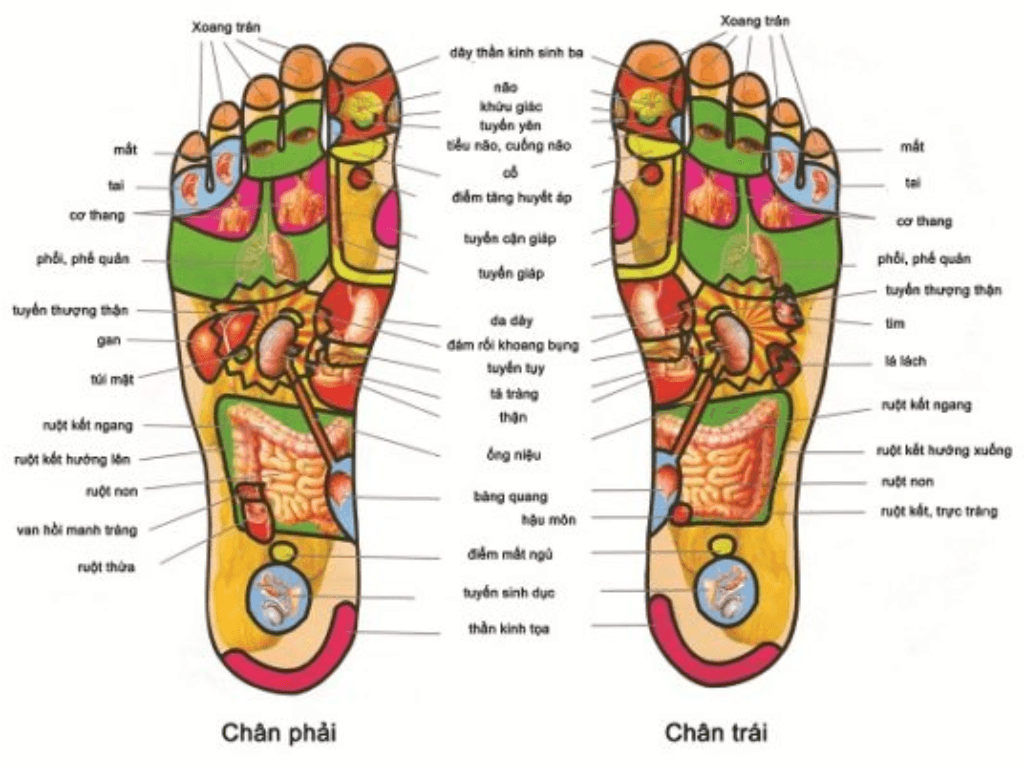 cau-tao-long-ban-chan-va-cac-huyet-dao-quan-trong