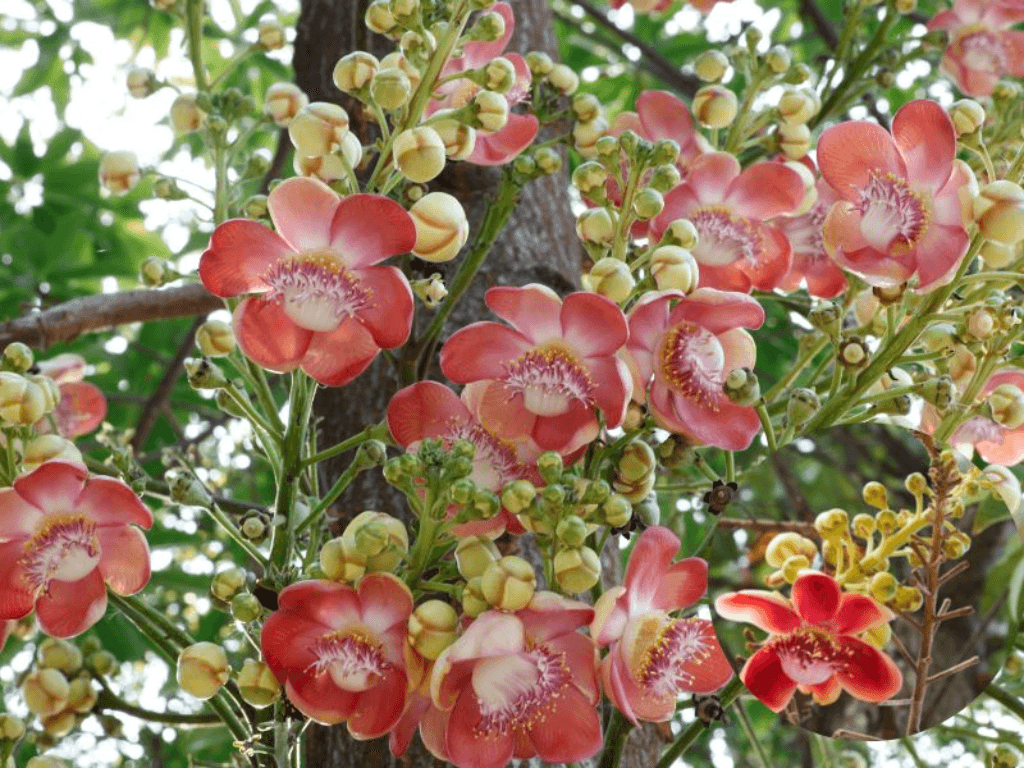 loi-ich-khi-trong-cay-sala