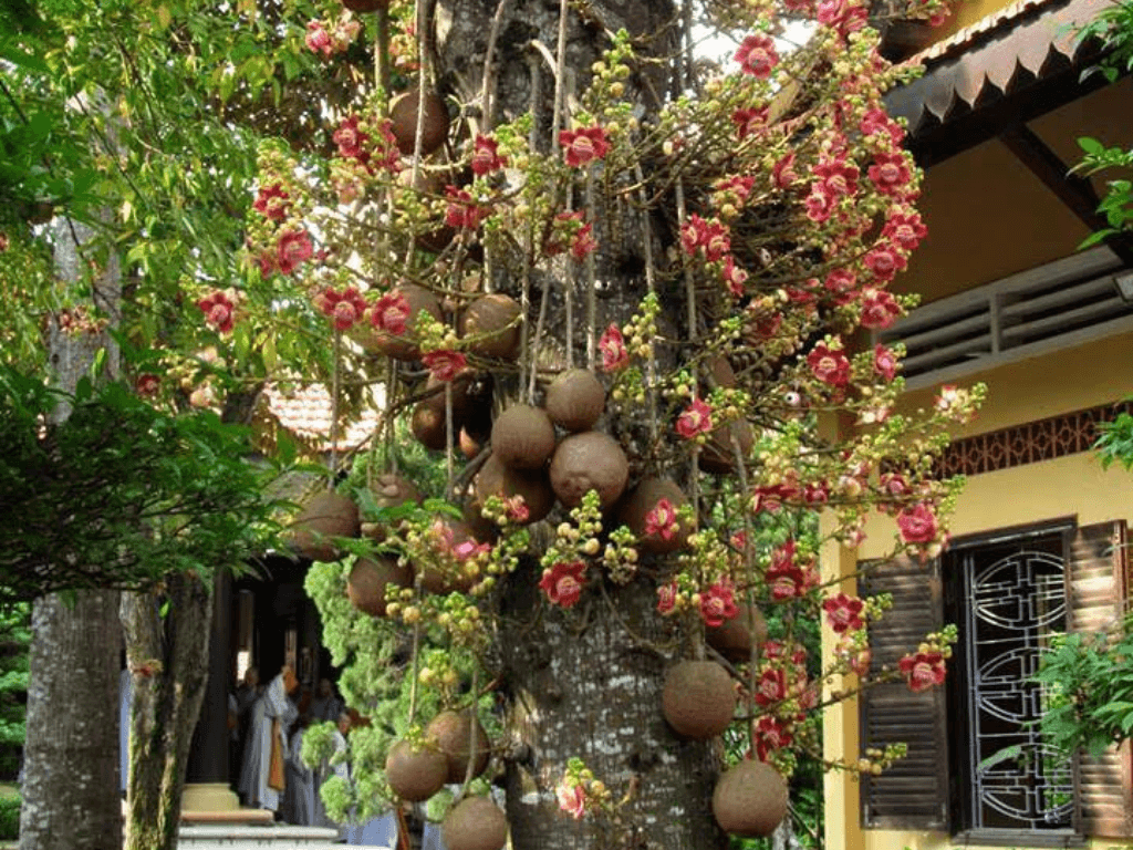 gioi-thieu-ve-cay-sala-va-y-nghia-tam-linh