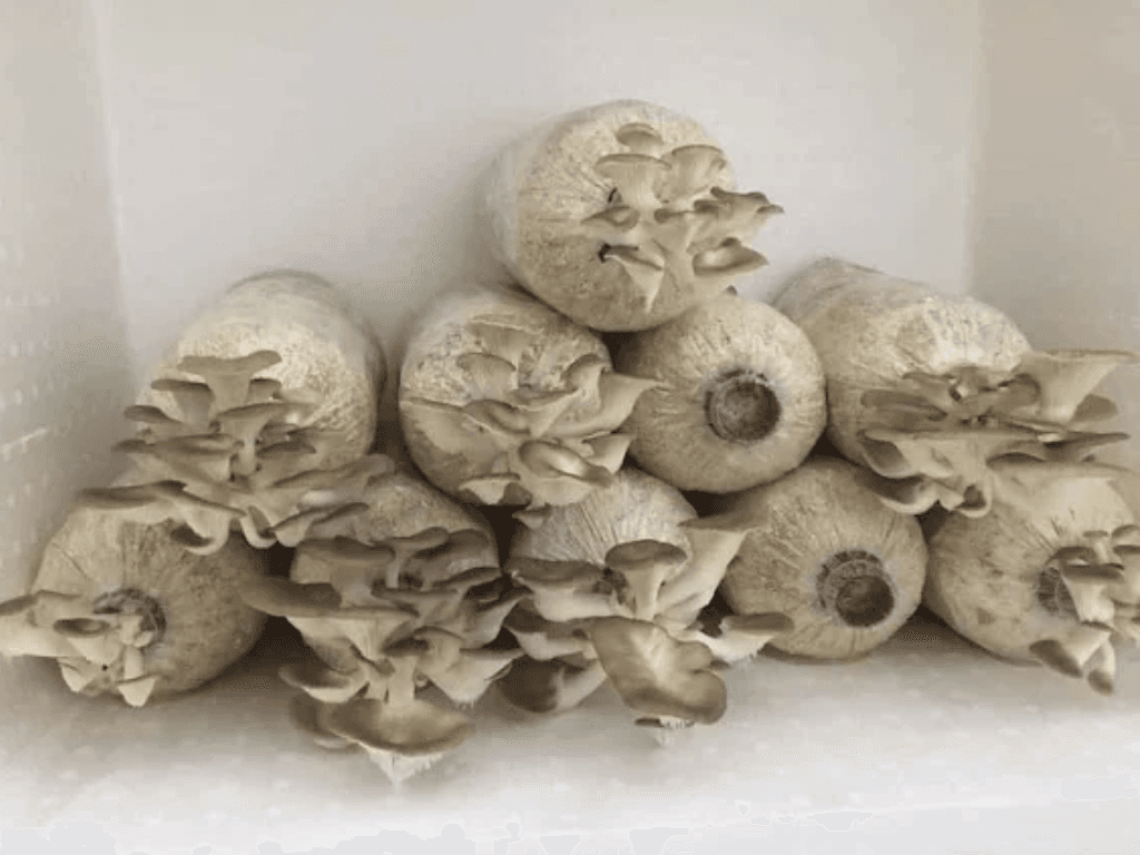chuan-bi-nguyen-lieu-va-dung-cu