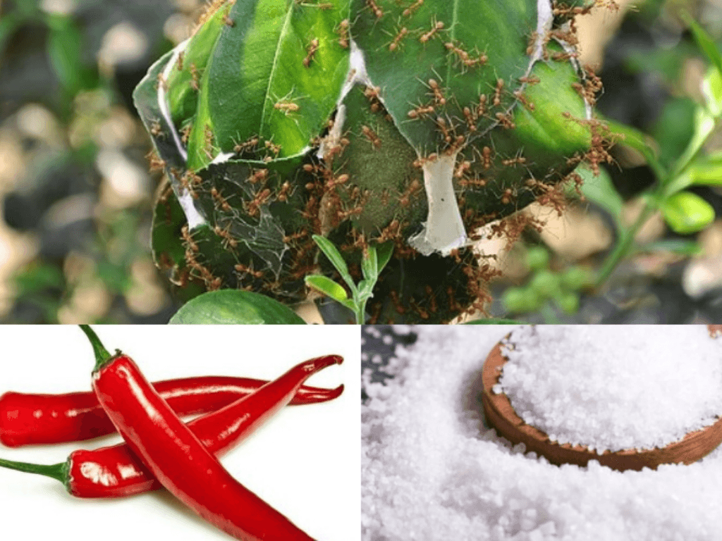 nguyen-lieu-can-chuan-bi