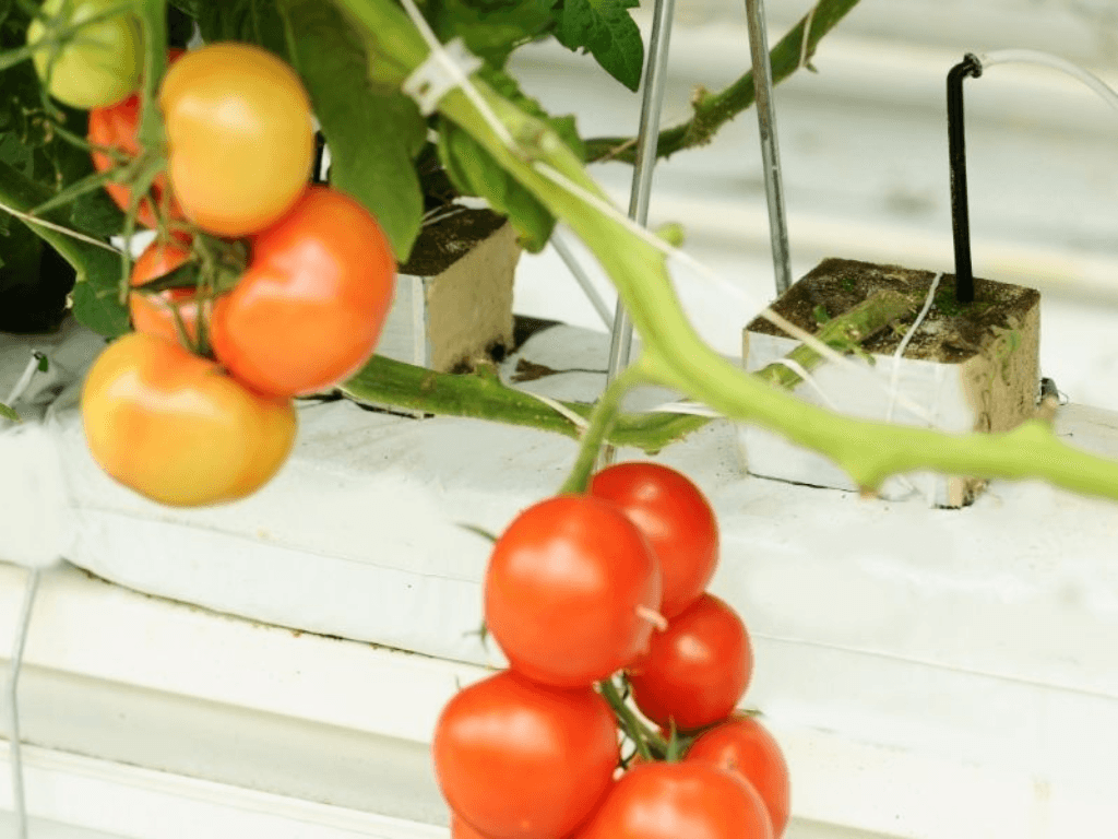 cham-soc-de-ca-chua-sai-qua-do-mong