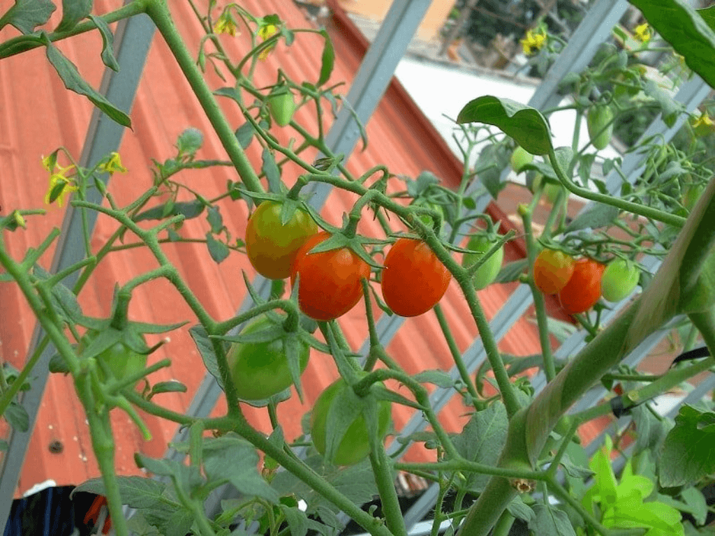 cac-buoc-trong-ca-chua-thuy-canh-tai-nha