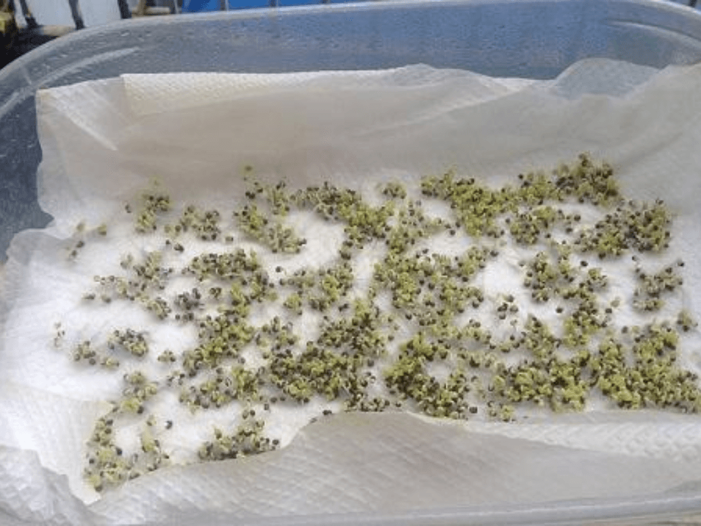 cac-buoc-so-che-va-gieo-hat