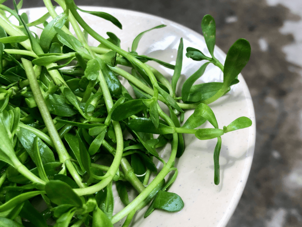 huong-dan-so-che-rau-dang-dung-cach