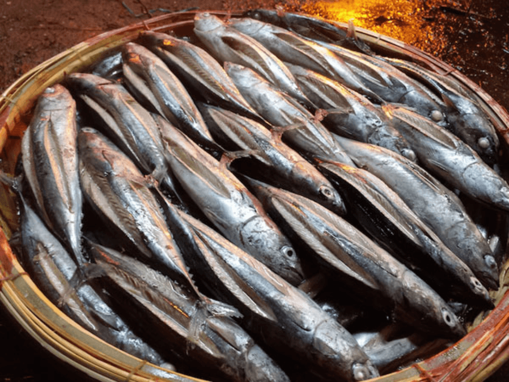 nhung-luu-y-khi-chon-va-so-che-ca-lo-o