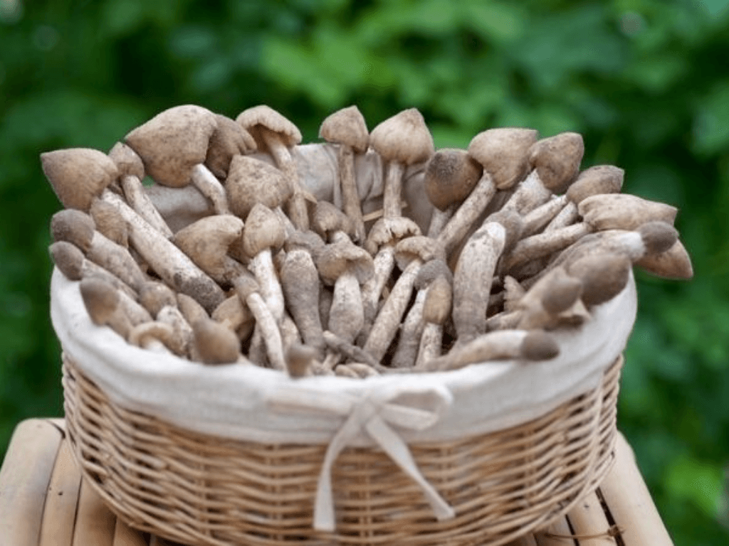 gioi-thieu-ve-nam-moi-va-dac-diem-de-hu-hong