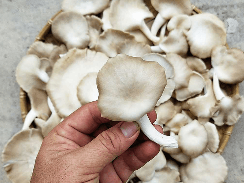 kham-pha-gia-tri-dinh-duong-cua-nam-bao-ngu