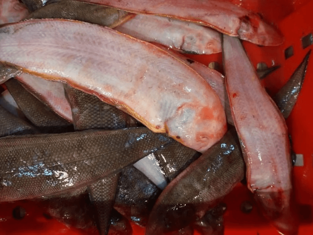 meo-chon-mua-va-so-che-ca-luoi-trau-de-mon-an-tron-vi