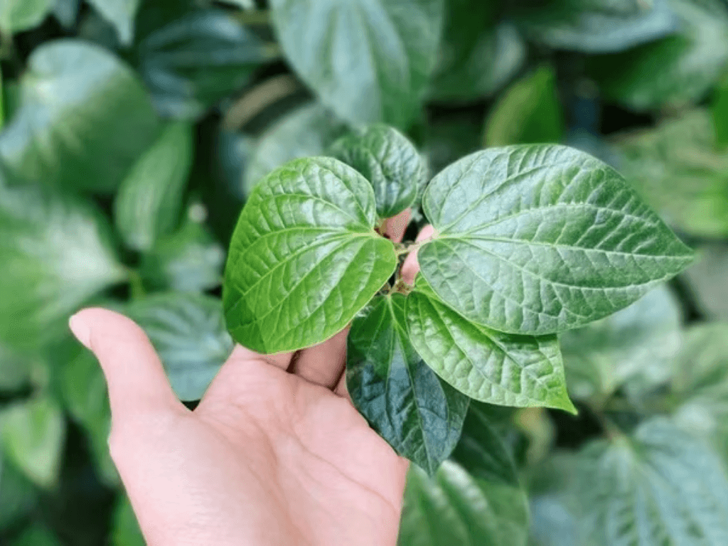 gioi-thieu-ve-la-lot-loai-rau-quen-thuoc-trong-am-thuc-viet