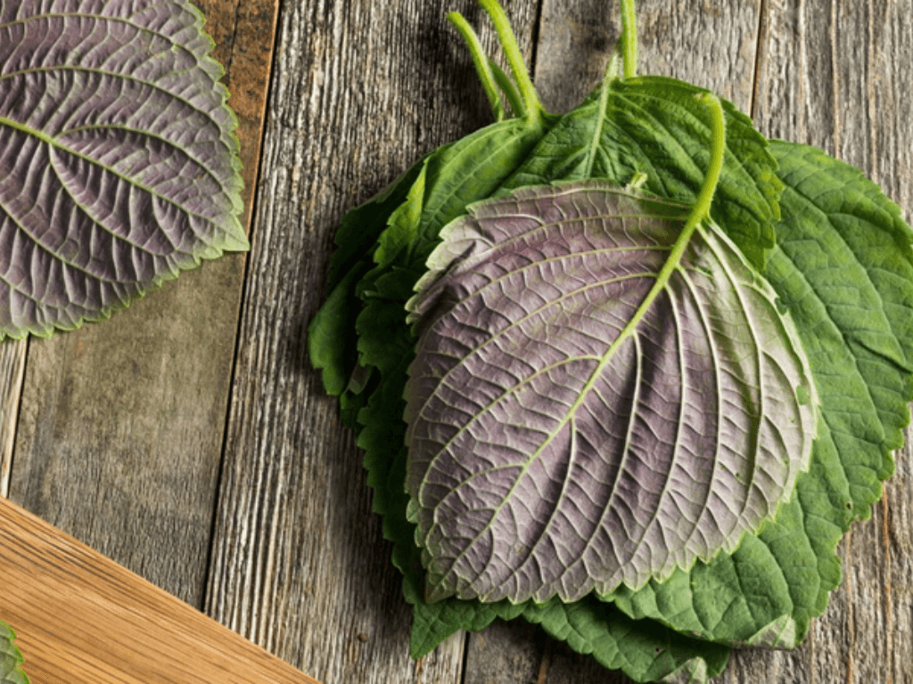 thanh-phan-dinh-duong-va-hoat-chat-trong-la-tia-to