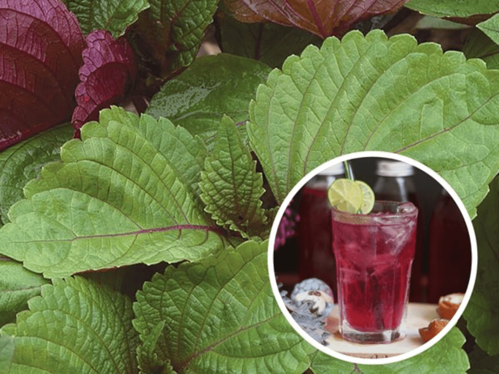 nguon-goc-cua-xu-huong-uong-nuoc-la-tia-to-lam-trang-da