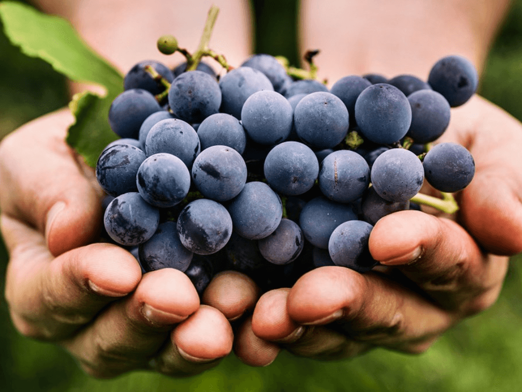 giai-dap-thac-mac-an-nho-co-nong-khong