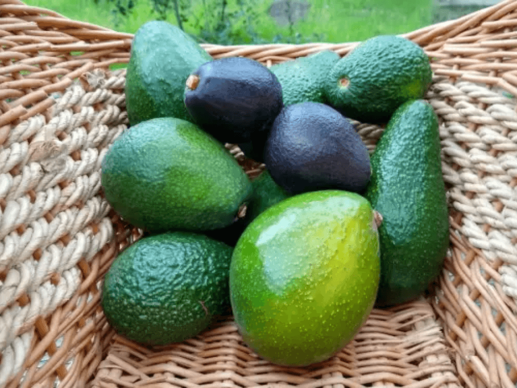 meo-quan-sat-hinh-dang-va-mau-sac-de-chon-bo-chuan