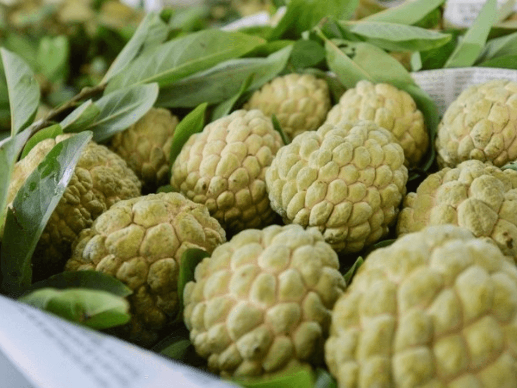 phan-loai-va-xu-ly-na-truoc-khi-bao-quan