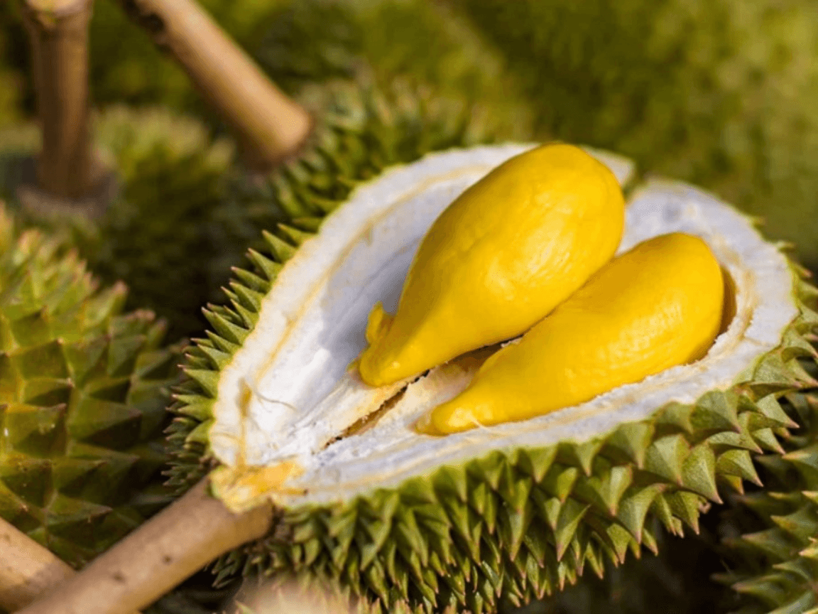 nguyen-tac-chung-khi-bao-quan-sau-rieng-chin