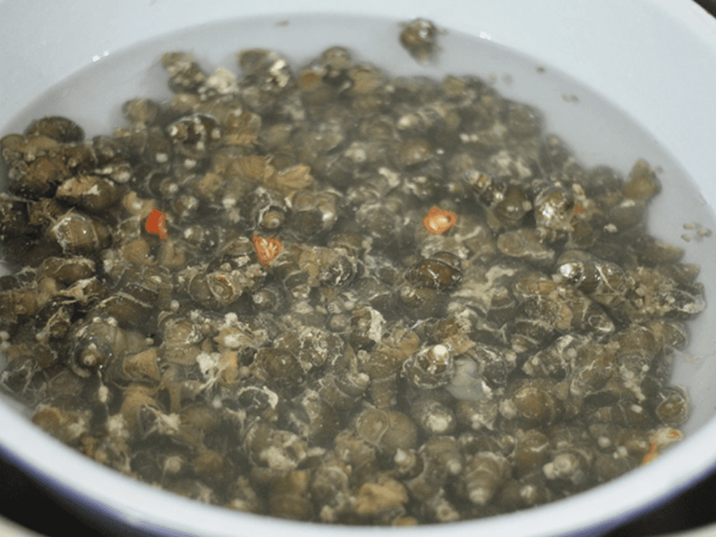 so-che-oc-de-sach-bun-va-het-mui-tanh