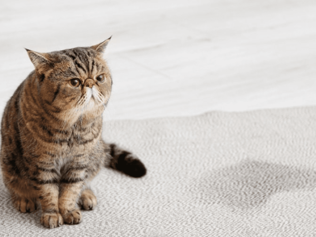 nguyen-nhan-gay-mui-hoi-tu-cho-meo