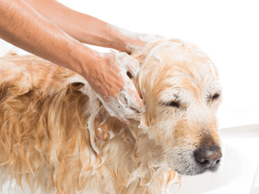 cach-cham-soc-va-phong-ngua-mui-hoi-lau-dai