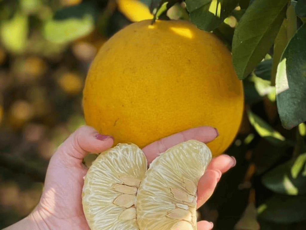 nhan-biet-buoi-dien-ngon-qua-mau-vo-va-lop-da