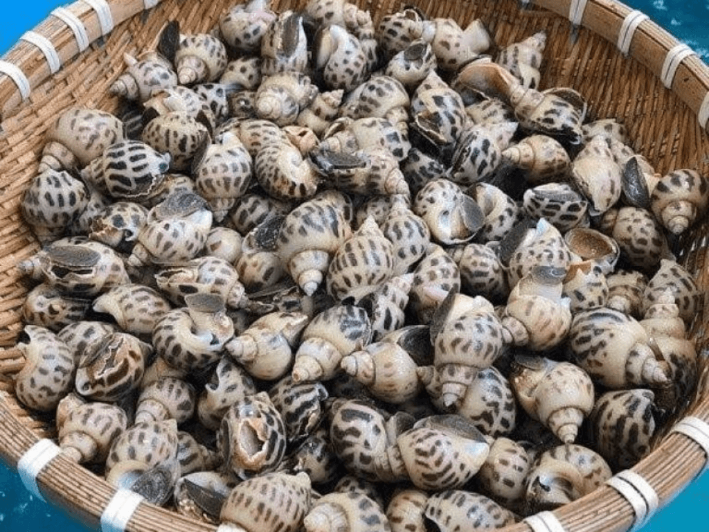 chon-nguyen-lieu-tuoi-ngon-bi-quyet-quyet-dinh-do-ngot-cua-oc