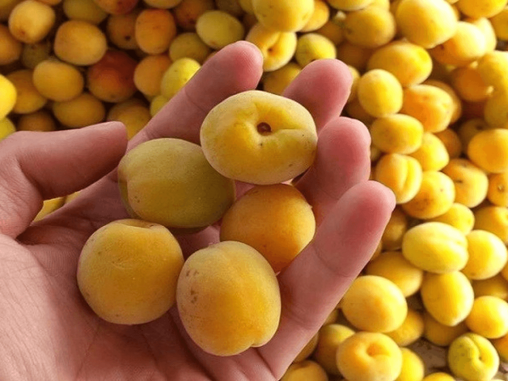 chuan-bi-nguyen-lieu-chon-dung-mo-mon-ngam-moi-dat-chuan