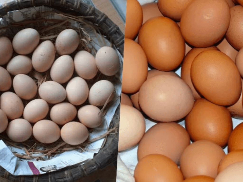 cach-phan-biet-trung-ga-ta-va-trung-ga-cong-nghiep-bang-mat-thuong