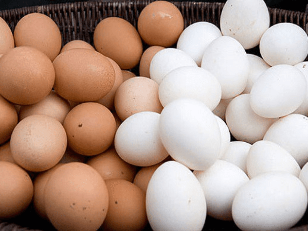 vi-sao-can-phan-biet-trung-ga-ta-va-trung-ga-cong-nghiep