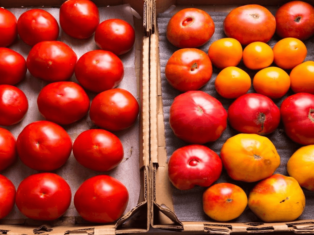 phan-loai-ca-chua-truoc-khi-bao-quan-buoc-tuong-nho-nhung-quyet-dinh-do-ngon