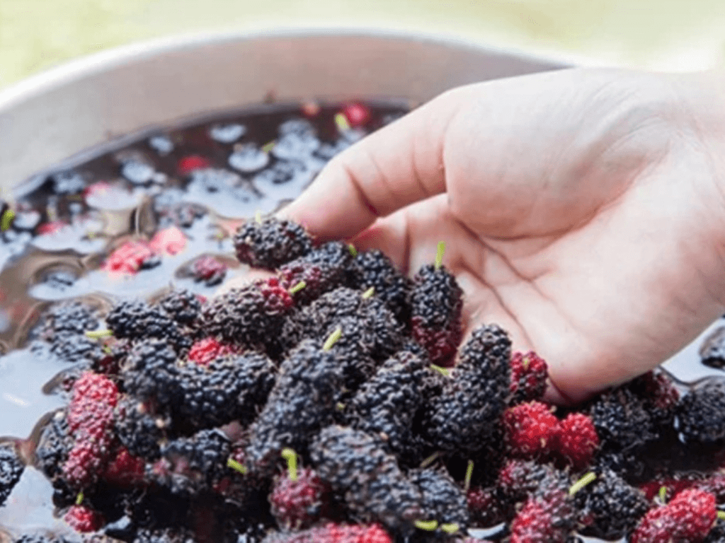 bi-quyet-chon-dau-tam-ngon-nen-tang-cho-kem-min-va-chuan-vi