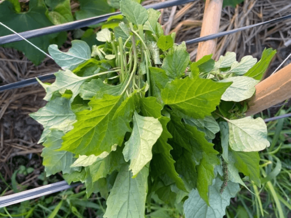 thanh-phan-dinh-duong-nho-be-ma-co-vo