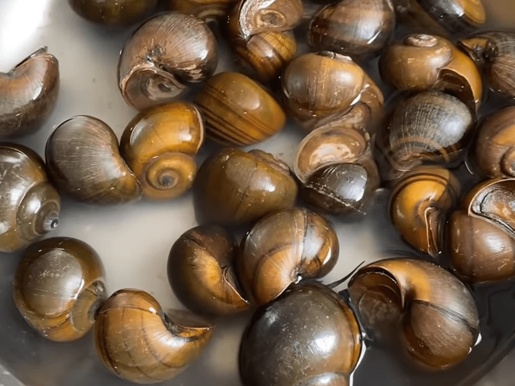 tuyet-chieu-xoc-oc-nha-bun-100-sach-truoc-khi-hap