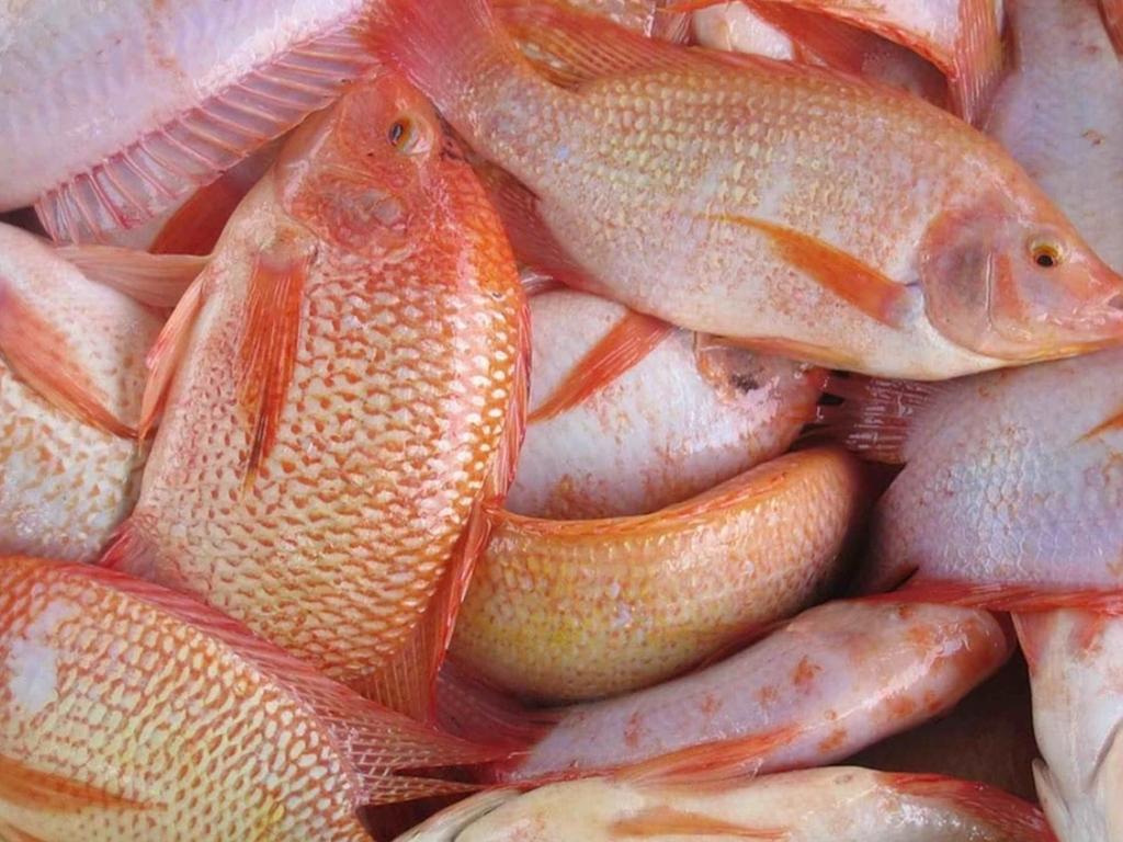 cach-chon-ca-dieu-hong-tuoi-ngon