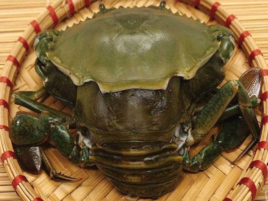 cach-chon-cua-lot-tuoi-ngon