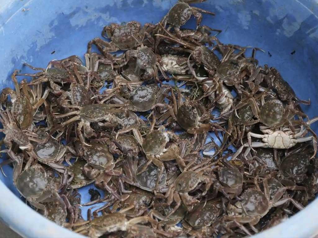 cach-chon-mua-ram-ngon-nhat