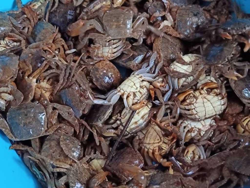 nguyen-lieu-rang-ram-ngon-nhat