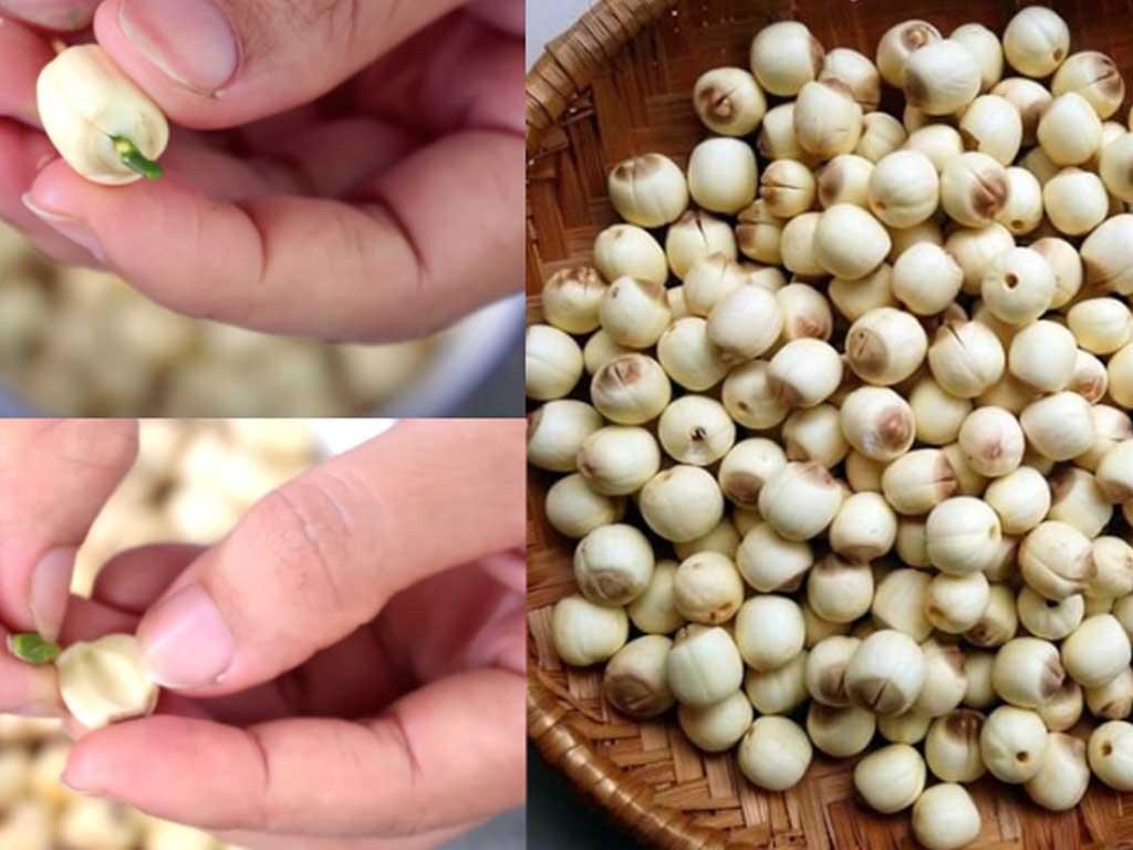 so-che-nguyen-lieu-nau-sua-hat-sen