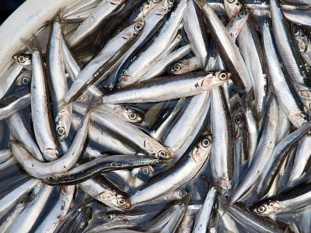 nguyen-lieu-lam-ca-com-chien-bot