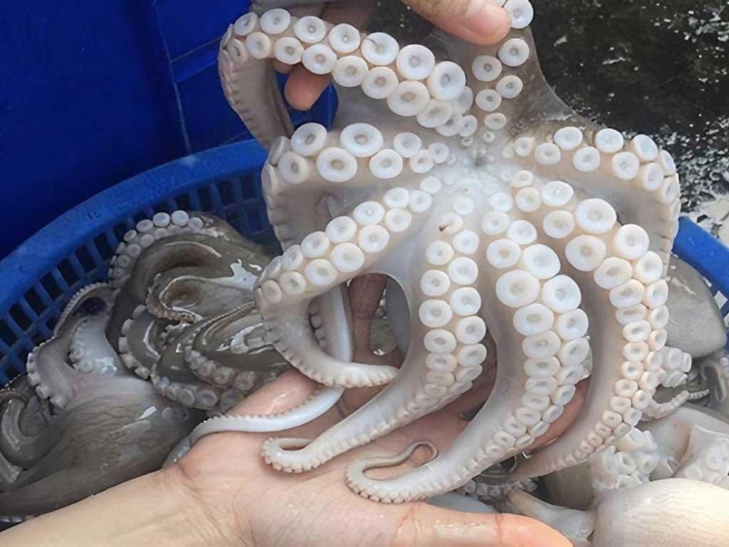 meo-chon-bach-tuoc-tuoi-ngon