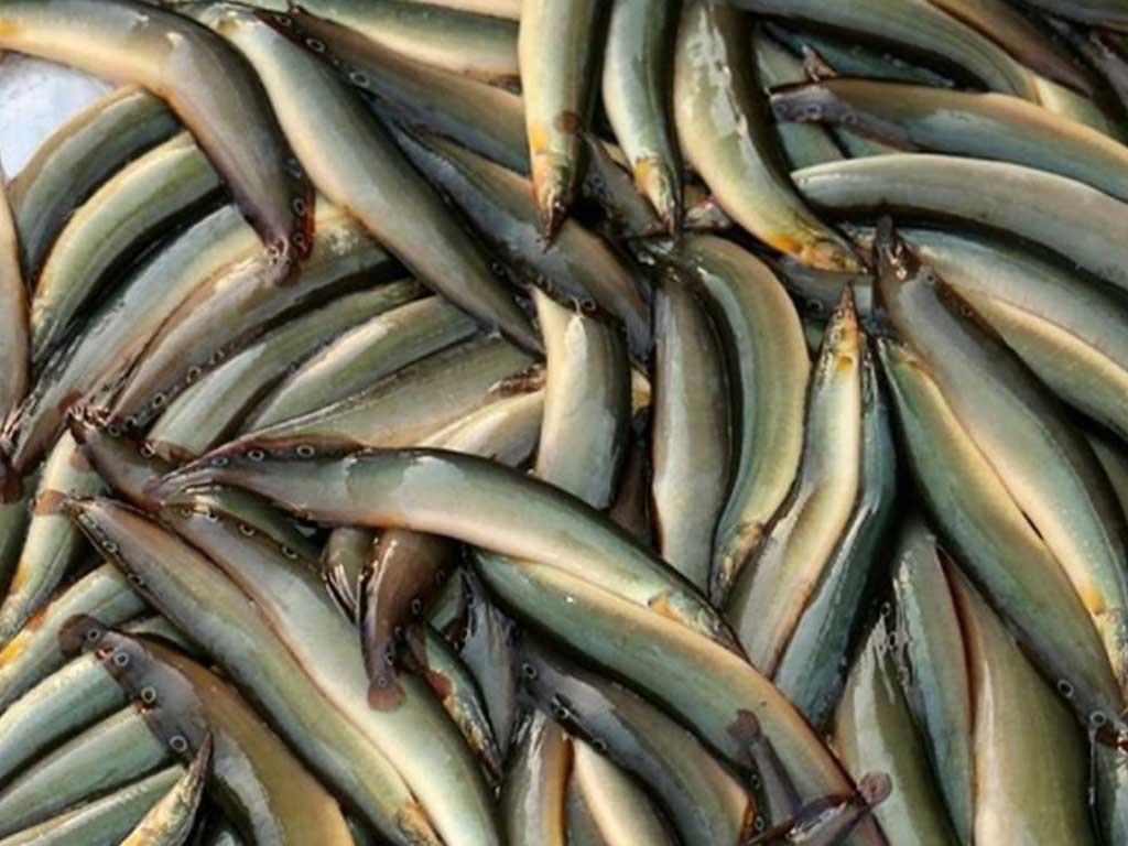 cach-chon-ca-trach-tuoi-ngon