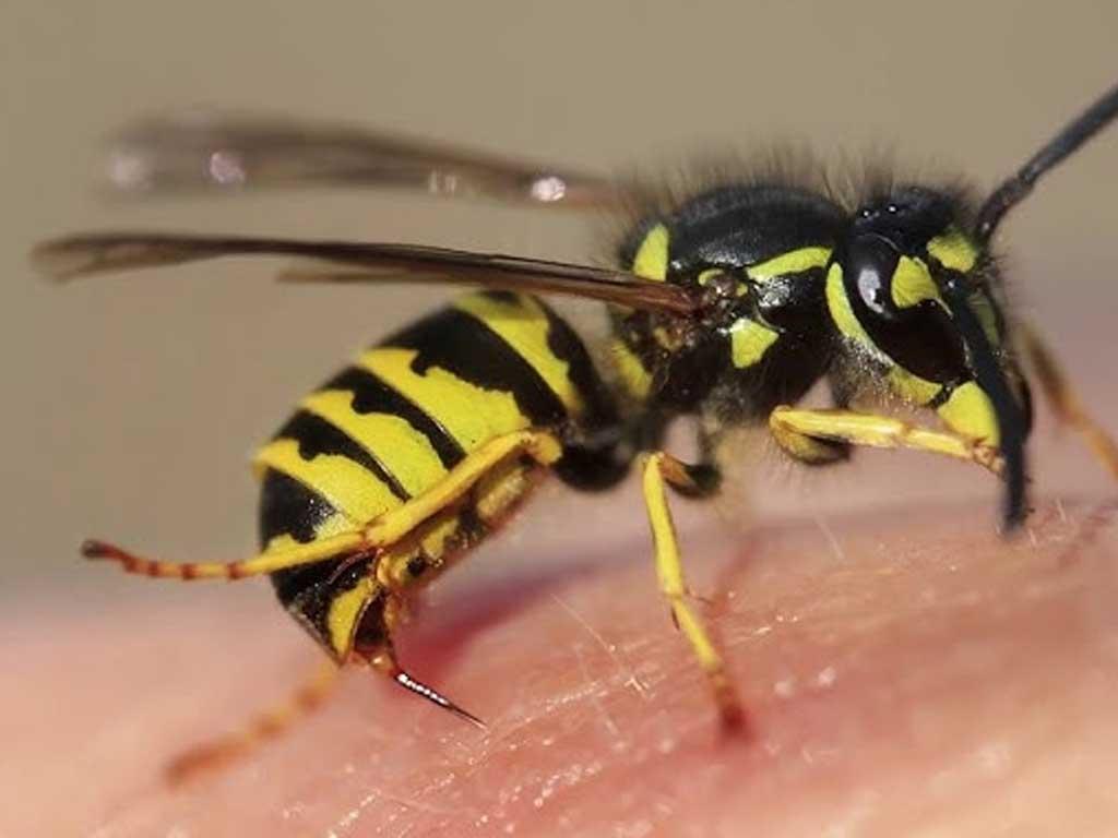 bi-ong-vo-ve-dot-can-di-vien-ngay