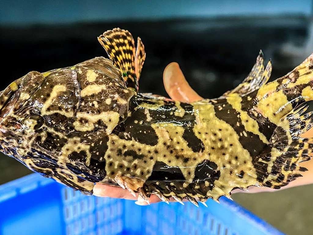 cach-chon-ca-mu-tuoi-ngon