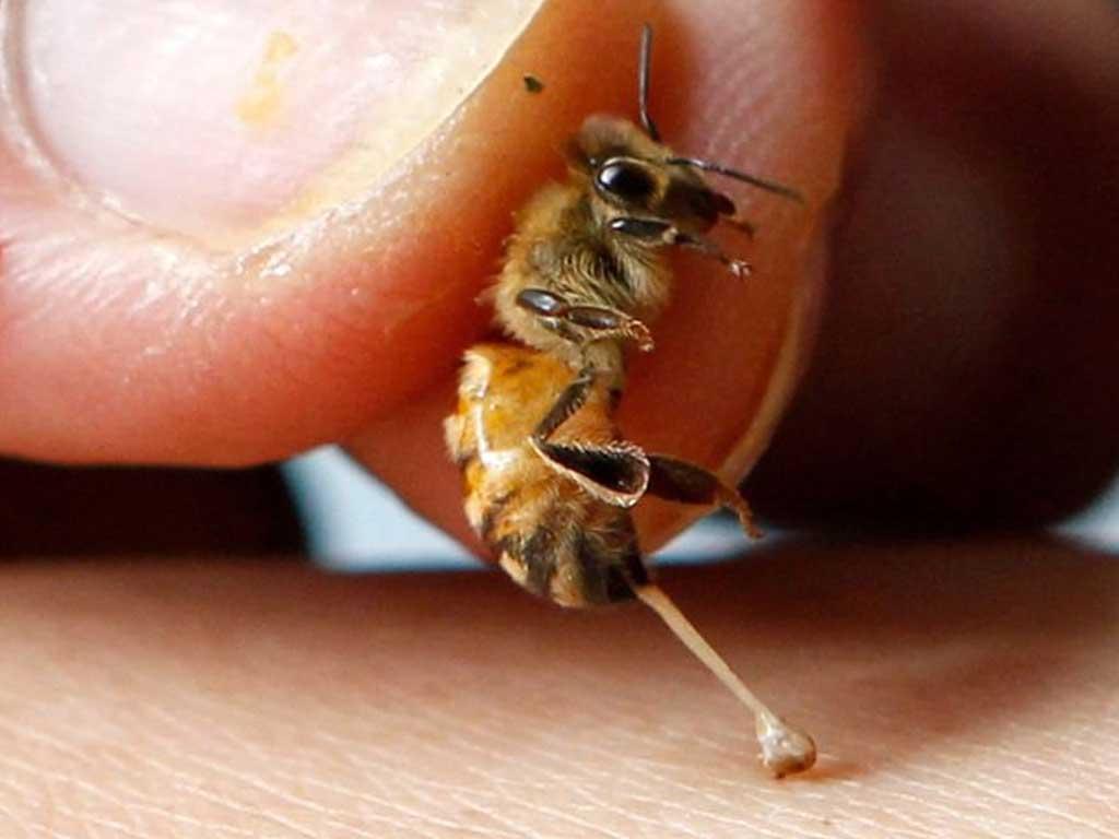 cach-chua-ong-dot-het-sung-nhanh-nhat-tai-nha