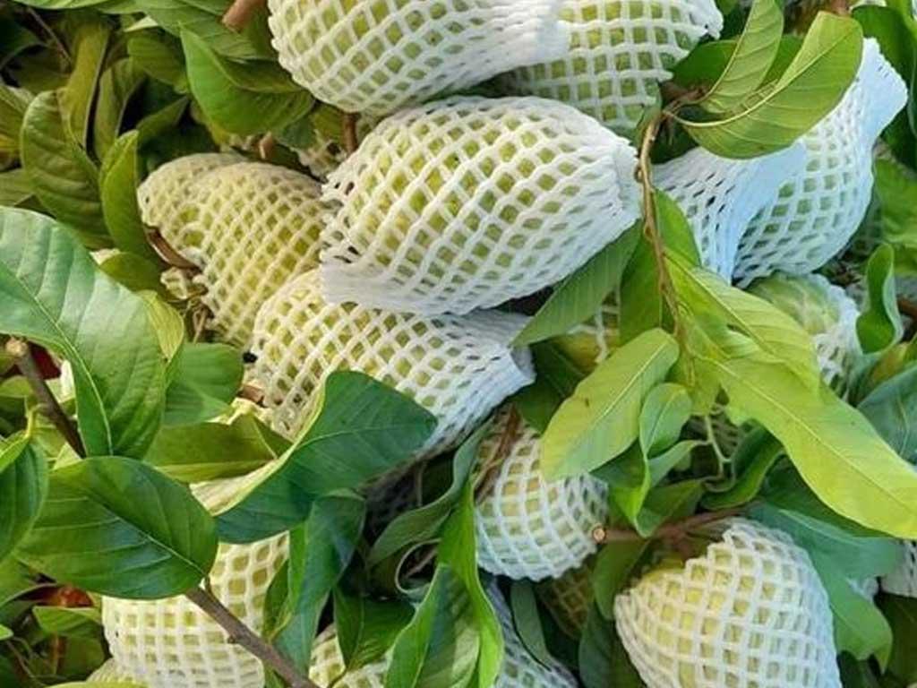 dac-diem-cua-tui-xop-luoi-boc-hoa-qua